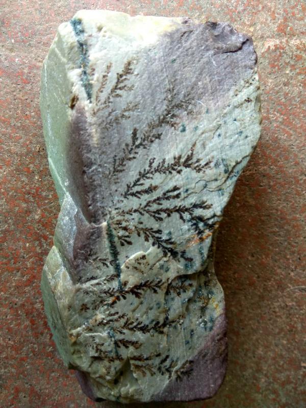 捡了一块藻类化石，这玩意值钱吗